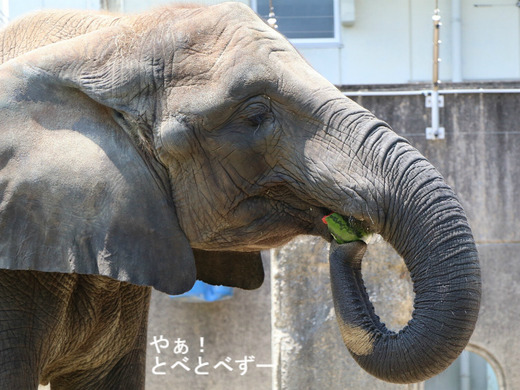 アフリカゾウ、アジアゾウ大好きブログ:やぁ!とべとべずー