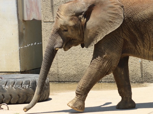 とべ動物園ブログ