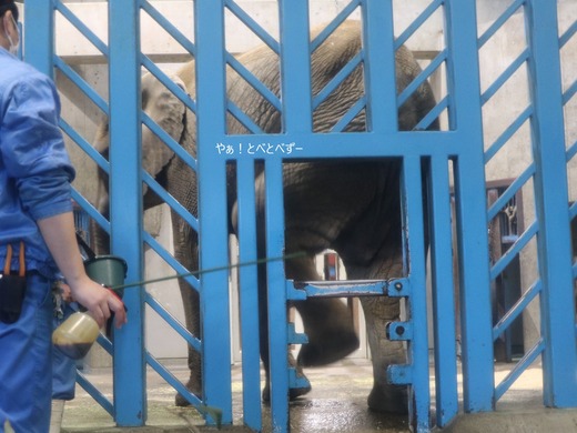 とべ動物園ブログ:媛、ララ、イオ、クレイ