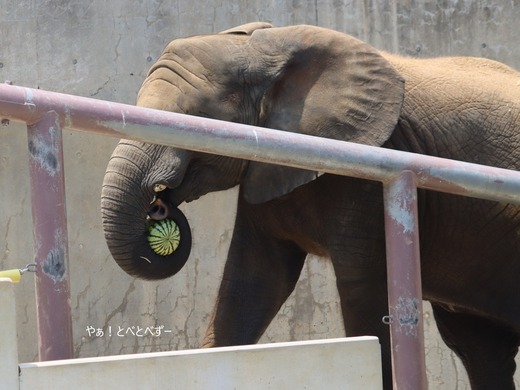 アフリカゾウの写真満載のブログ：やぁ！とべとべずー