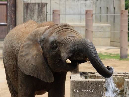 とべ動物園アフリカゾウ:アフ、リカ、媛、砥夢、砥愛