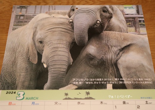 とべ動物園2024年カレンダー3月アフリカゾウの親子:矢野賢一