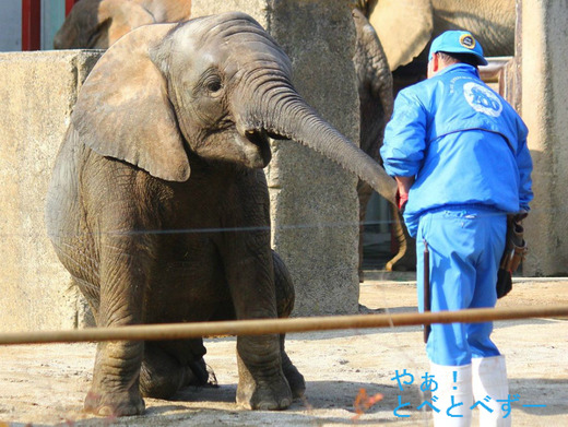 とべ動物園アフリカゾウのブログ:やぁ!とべとべずー
