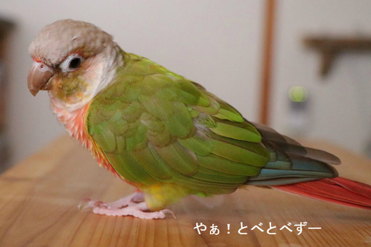 ウロコインコ（パイナップル）の『もみじ』さん