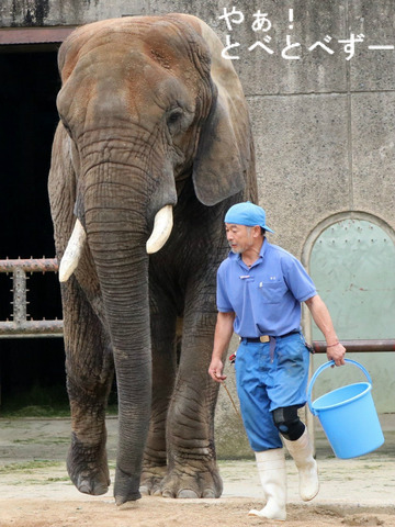とべ動物園アフリカゾウ:リカ母さん(メス、推定32歳)