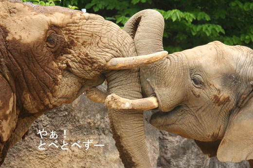 アフリカゾウ:砥夢(とむ、オス、2009.3.17生まれ)