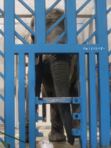 とべ動物園ブログ:やぁ!とべとべずー