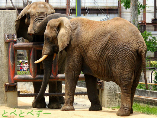 NHKの番組で紹介されたアフリカゾウの親子