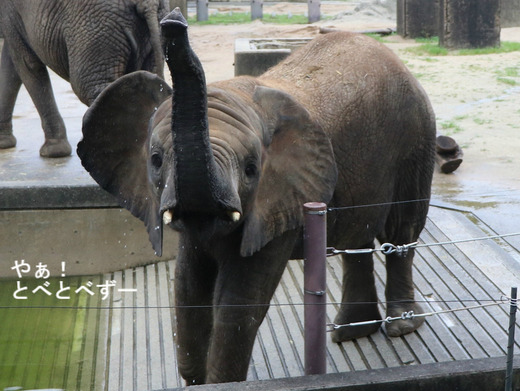 水浴びをするアフリカゾウ：愛媛県立とべ動物園