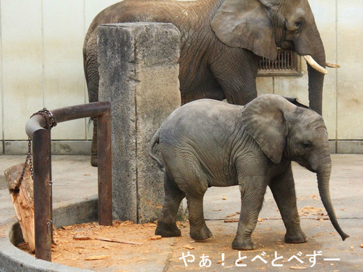 日本で唯一アフリカゾウの親子が暮らす愛媛県立とべ動物園
