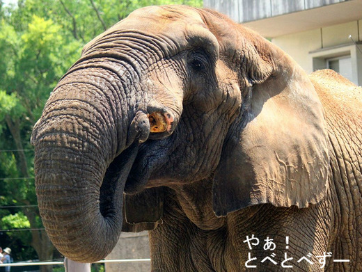 とべ動物園アフリカゾウのブログ：やぁ！とべとべずー