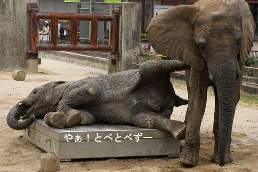 こんなカワイイ象は見た事がない！とべ動物園