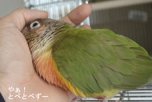 もみじさん