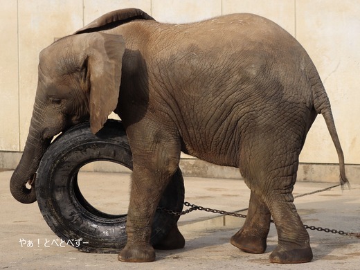 とべ動物園ブログ：やぁ！とべとべずー