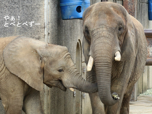 とべ動物園アフリカゾウのブログ：やぁ！とべとべずー