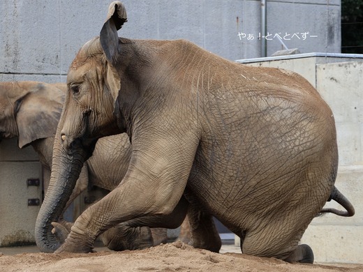 アフリカゾウ:媛(2006年11月9日とべ動物園生まれ)