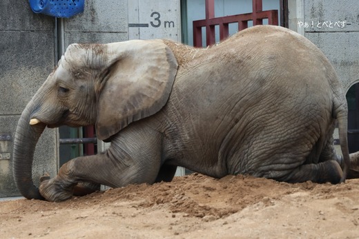 砂場で遊ぶアフリカゾウの砥愛＠愛媛県立とべ動物園