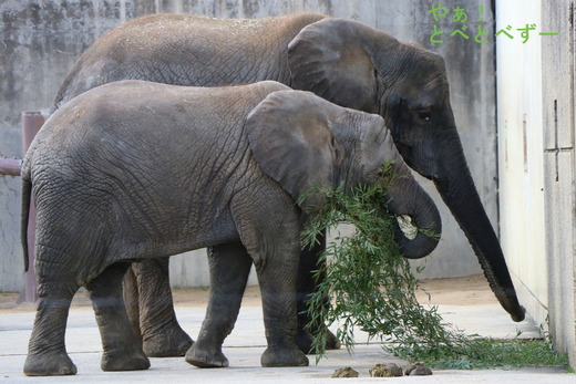 日本で唯一血縁関係のあるアフリカゾウが暮らす愛媛とべ動物園