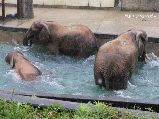 プールで遊ぶアフリカゾウの家族:とべ動物園