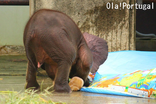 とべ動物園 アフリカゾウの赤ちゃんの名前は砥愛(とあ)