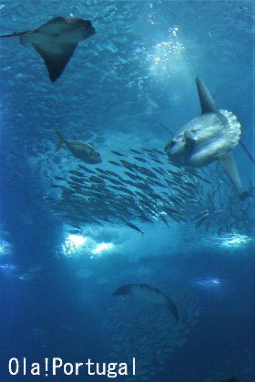 ポルトガル旅行記:Oceanario de Lisboa リスボン水族館