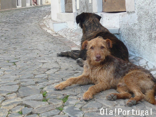 ポルトガルブログ:Ola! Portugal 与茂駄とれしゅ