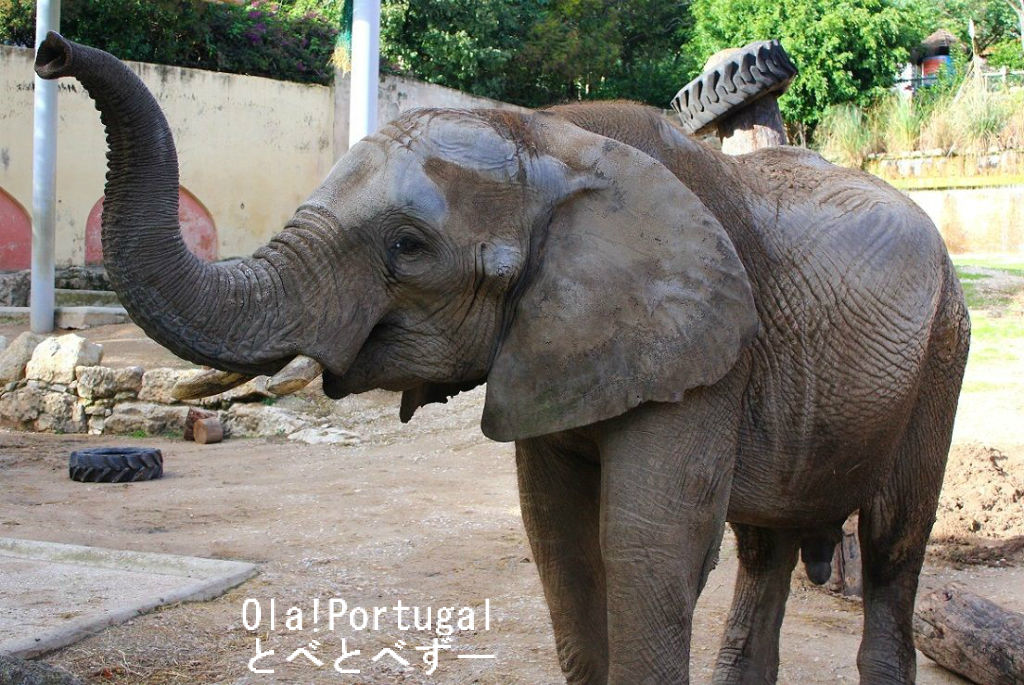 Ola! Portugal 与茂駄(よもだ)とれしゅ ~オラ!ポルトガルのブログ~ ケニッシュ