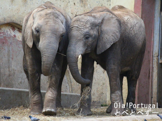 とべ動物園アフリカゾウのブログ:やぁ!とべとべずー