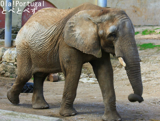海外の動物園:リスボン動物園のアフリカゾウ