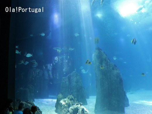 ポルトガル旅行記:リスボン(リスボン水族館)