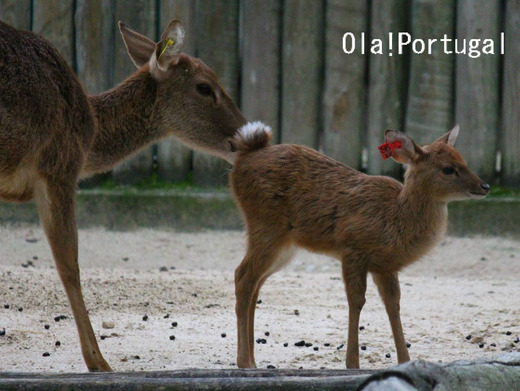 リスボン旅行記:リスボン動物園に行って来た