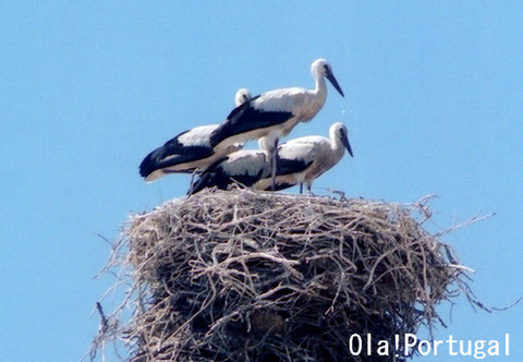 ポルトガルの鳥:こうのとり