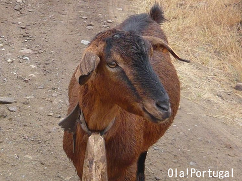 ポルトガル動物写真:山羊