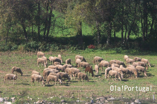 ポルトガル旅行記:羊の放牧風景