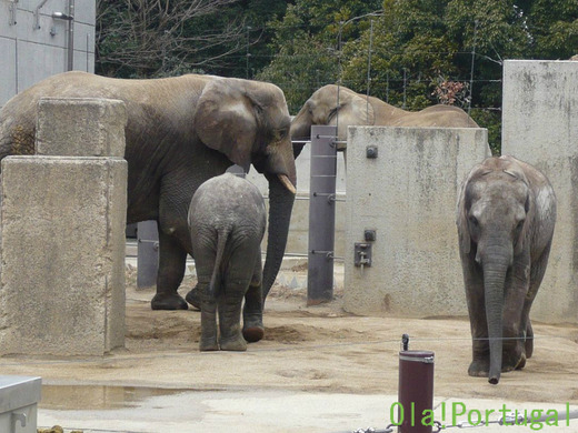 日本で唯一アフリカゾウの親子が見られる、とべ動物園