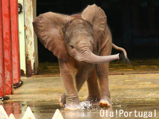 アフリカゾウの「媛(ひめ)」ちゃんに妹が誕生(とべ動物園)