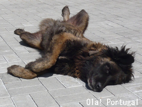 エストレーラ犬