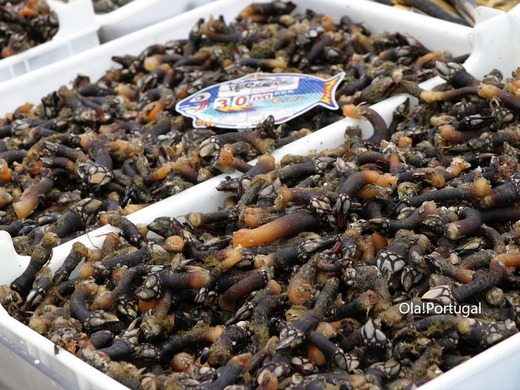 ポルトガル料理:Percebes (カメの手)