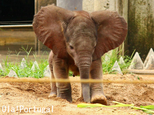 アフリカゾウの赤ちゃん誕生(愛媛県立とべ動物園)