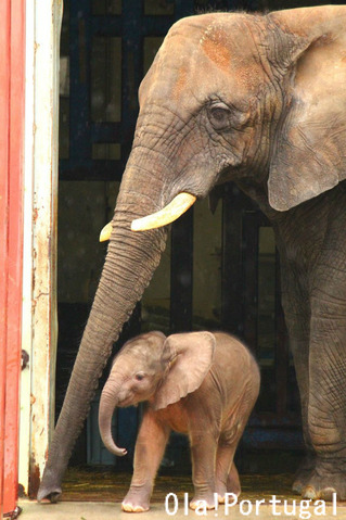 とべ動物園:リカ母さんと赤ちゃんゾウの「砥愛(とあ)」ちゃん