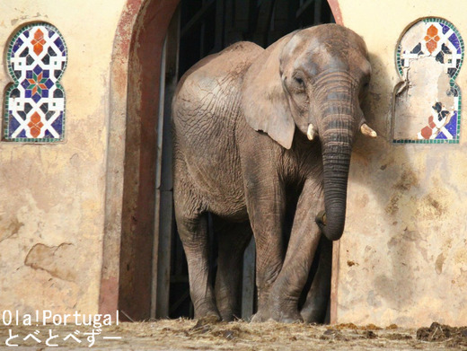 海外の動物園の様子:リスボン動物園のアフリカゾウ舎