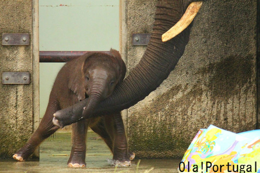 アフリカゾウの自然な親子の様子が見られる、とべ動物園