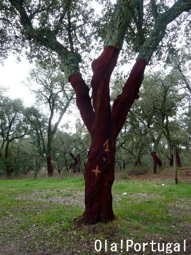 ポルトガル産コルク樹皮ＰＬ-102-10ＬＬ Amazon | ポルトガル産 極厚 バージン コルク樹皮 約10×20cm 厚5cm