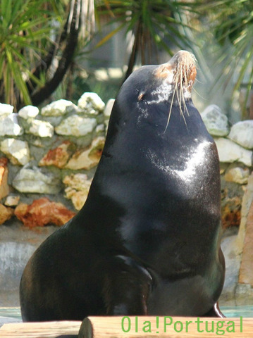 ジャルディン・ズーロジコ・デ・リスボア(リスボン動物園)