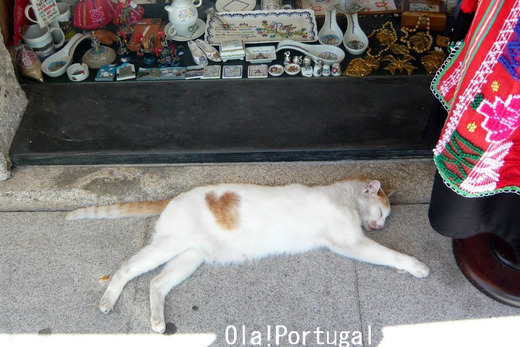 ポルトガルブログ:Ola! Portugal 与茂駄とれしゅ