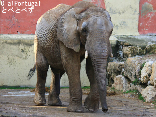 Jardim Zoologico de Lisboa, Elefante-africano