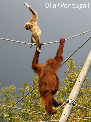 リスボン動物園:オラウータンと手長猿