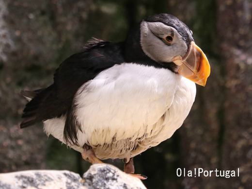 リスボン水族館:Puffin ニシツノメドリ