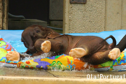 愛媛県立とべ動物園の飼育係・椎名修さんとゾウの赤ちゃん