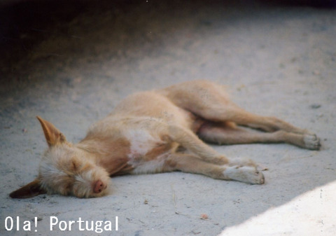 ポルトガルの犬